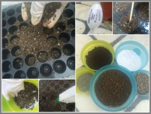 seed-sowing-guide