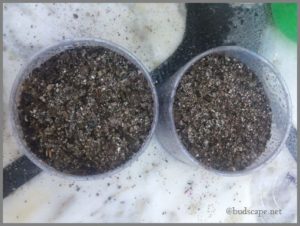 sowing-seeds-in-disposable-containers