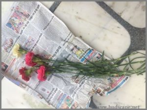 how-to-grow-carnations-from-cuttings-8