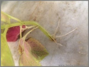 propagating-coleus-in-water-3