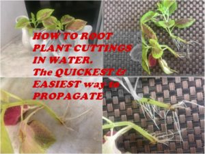 ROOT PLANT CUTTINGS IN WATER