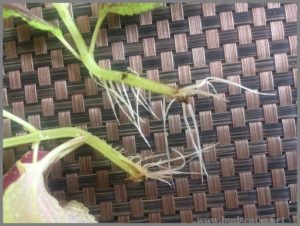 ROOT PLANT CUTTINGS IN WATER