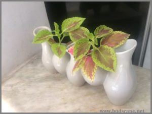 rooting-coleus-in-water