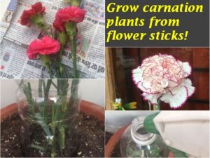 grow carnation plants flower sticks