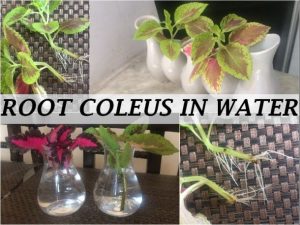 grow coleus cutting water propagate