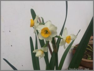 GROWING DAFFODILS FROM BULBS