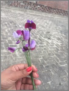 GROWING SWEET PEAS FROM SEED