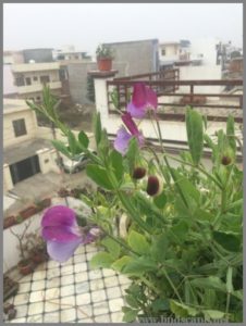 GROWING SWEET PEAS IN POTS