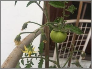 TOMATO CAGE