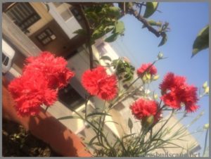 DOUBLE CARNATIONS FROM SEED