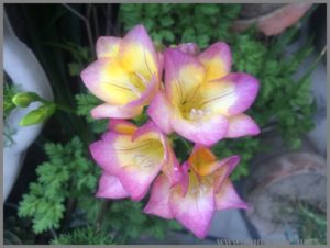 SCENTED FREESIA