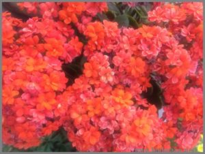 DOUBLE KALANCHOE ORANGE CALANDIVA