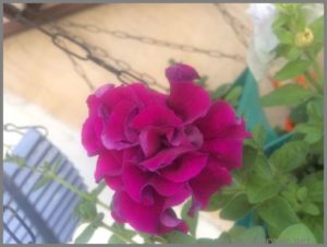 DOUBLE PETUNIA FROM SEED MAUVE