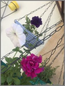 DOUBLE PETUNIA IN HANGING BASKETS