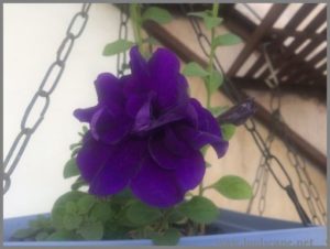 DOUBLE PURPLE PETUNIA IN HANGING BASKET