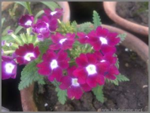 MAUVE VERBENA HYBRID FROM SEED