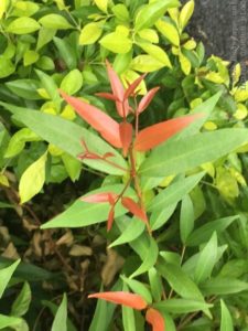 RED TIP PHOTINIA HEDGE