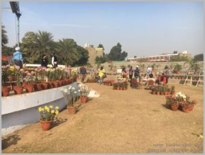 pau ludhiana chrysanthemum show