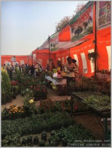 pau ludhiana flower show