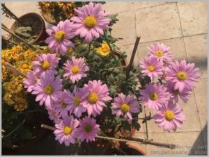 pink chrysanthemums bunch