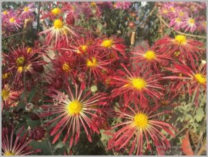 red spider mums