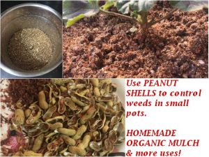 peanut shells garden uses homemade organic mulch