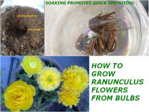 HOW TO GROW RANUNCULUS FROM BULBS