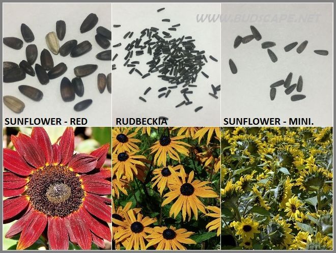 sunflower seedling identification