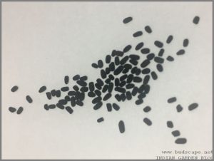 VINCA SEED IDENTIFICATION