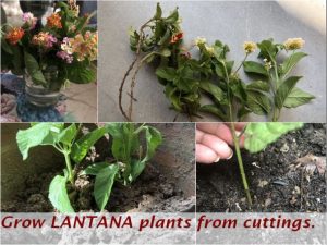 grow lantana plant cuttings