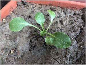 CANTERBURY BELLS SEEDLING IDENTIFICATION