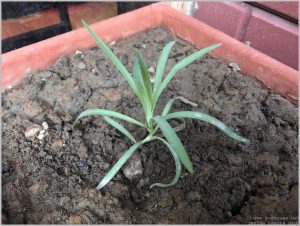 CARNATION SEEDLING IDENTIFICATION