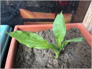 HELICHRYSUM SEEDLING IDENTIFICATION