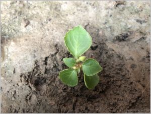 IMPATIENS SEEDLING IDENTIFICATION