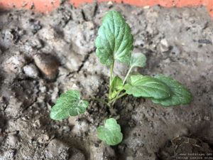 PANSY SEEDLING IDENTIFICATION