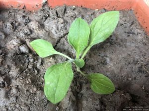 PETUNIA SEEDLING IDENTIFICATION