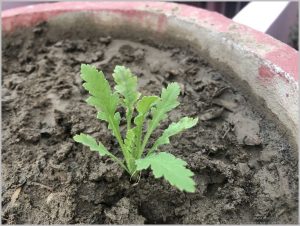 POPPY SEEDLING IDENTIFICATION