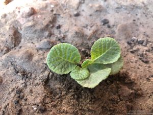 PRIMULA SEEDLING IDENTIFICATION