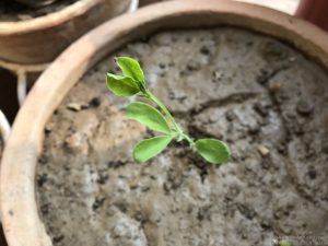 SWEET PEA SEEDLING IDENTIFICATION