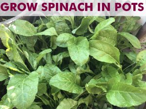 grow-spinach-palak-pots-home