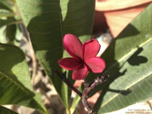 dark-red-plumeria