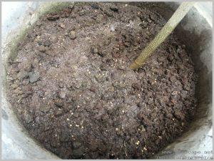 rooting-cuttings-pots