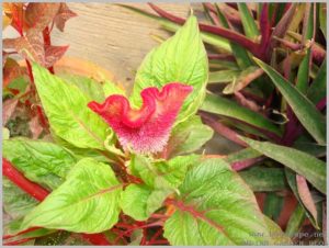 summer-flowers-india-cockscomb