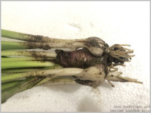 propagate-hyacinth-bulbs-after-flowering-3