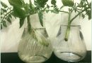 root-tomato-cuttings-water