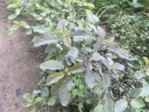 Growing TULSI at home