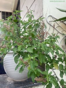 Growing TULSI