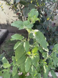 How to grow TULSI